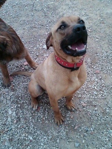 Aunque tenga un aspecto de fortachón, es el perro más bueno del mundo a pesar de su terrible pasado. 
Por desgracia esto no quita que la persona que quiera darle un hogar necesitará la licencia de perros potencialmente peligrosos, por el cruce de razas que es.